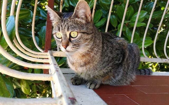 可又不能见死不救,铲屎官灵机一动,拿来了孩子的玩具弹弓,用弹弓将