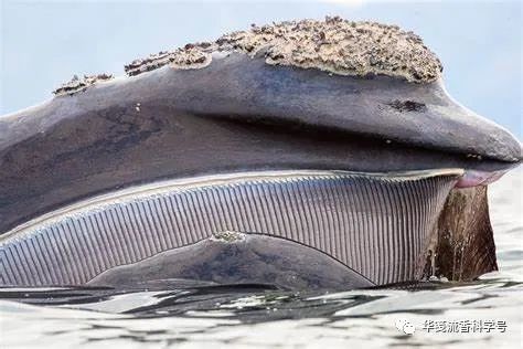 露脊鲸头上长了超大老茧,看着就难受,原因竟然是鲸以食为天