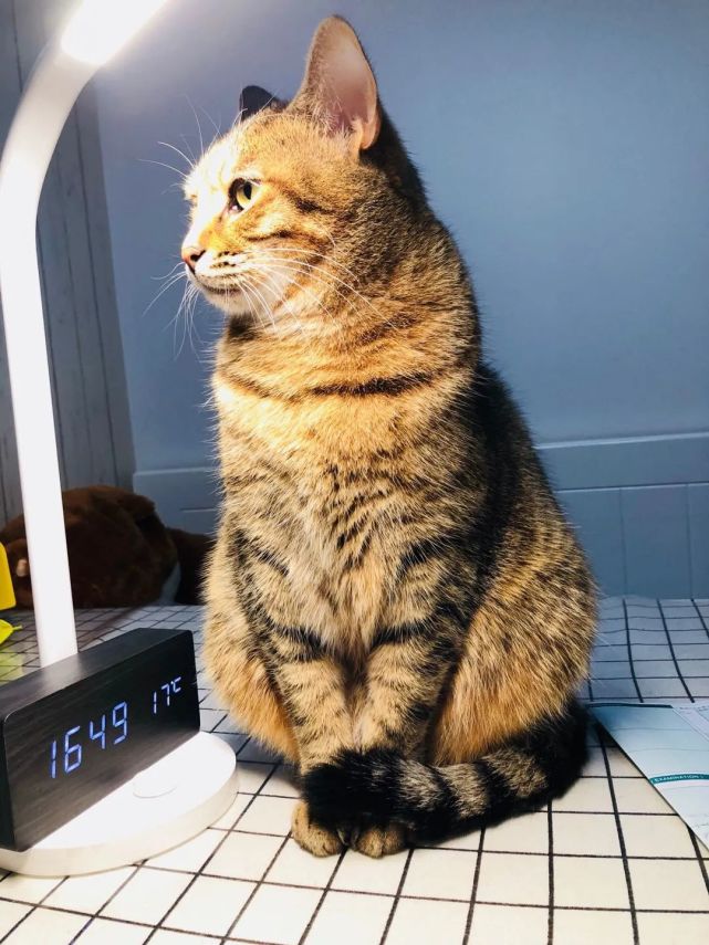 岁月是把杀猪刀 幻灭了多少可爱的猫咪天使酱 猫咪 猫主子