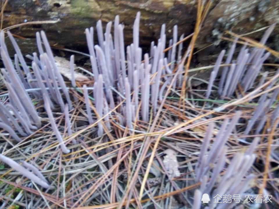 在笔者本地农村,粉干菌的稀罕程度不亚于野生木耳,其珍贵性更是不言而