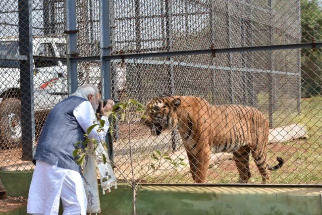 不知道它可以感染哪些動物,所以這些防護措施不僅針對老虎,還針對獅子