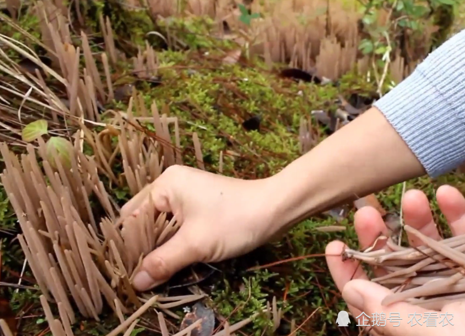 4月正当季山里一采一大把市面上买不到炖鸡腿是美味