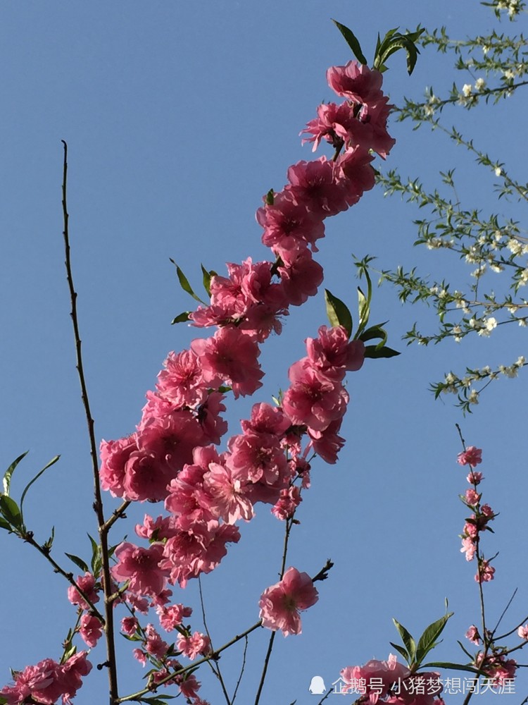 北京：春日看春花——红花碧桃