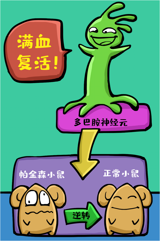 在行为学测试中,研究人员发现这些转分化而来的多巴胺神经元可以弥补