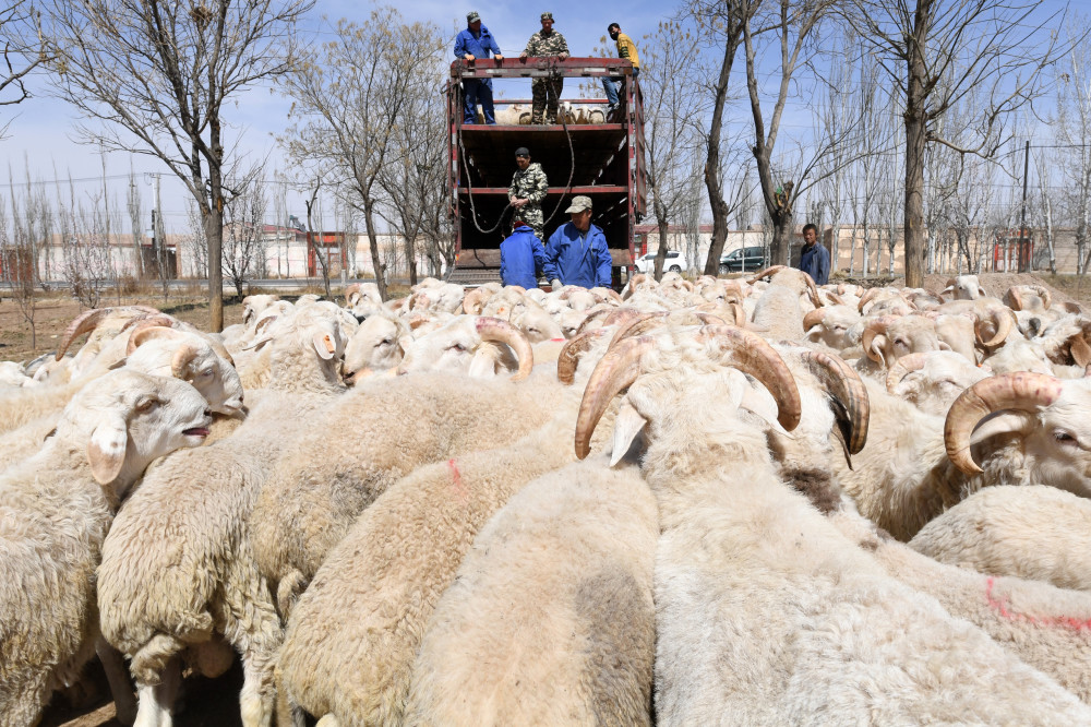 肉羊大师图片