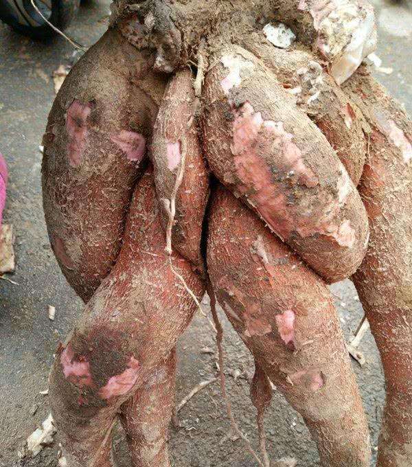 一,木薯特性它的原产地为南美洲,作为一种多年生的作物,它因十分的