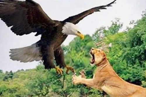 地球上最大老鹰,翅膀张开长14米,以狮子为食,寿命可与人类比肩