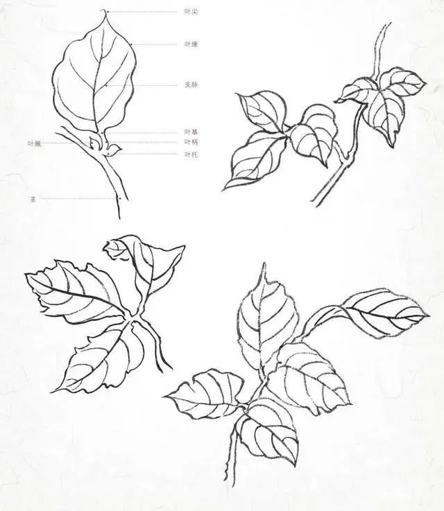 素描叶子的画法步骤图图片