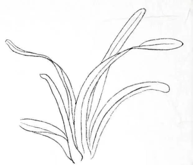 书画联盟丨画白描叶子需要注意这些细节