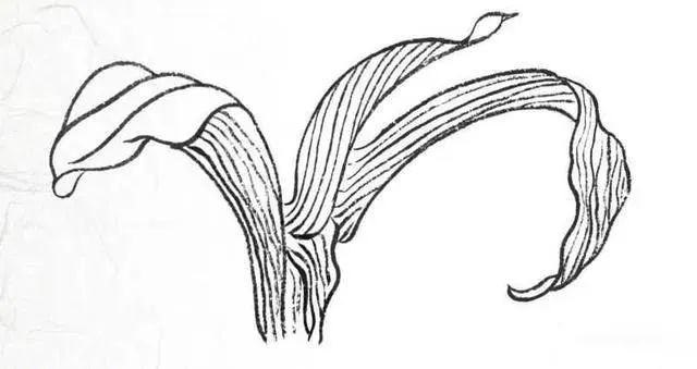 书画联盟丨画白描叶子需要注意这些细节