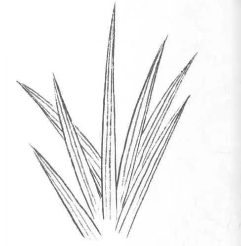 书画联盟丨画白描叶子需要注意这些细节