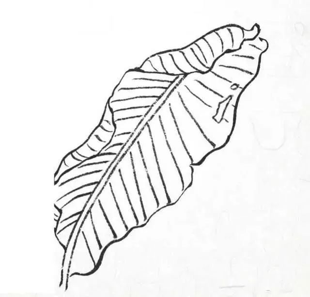 书画联盟丨画白描叶子需要注意这些细节