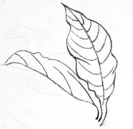 书画联盟丨画白描叶子需要注意这些细节