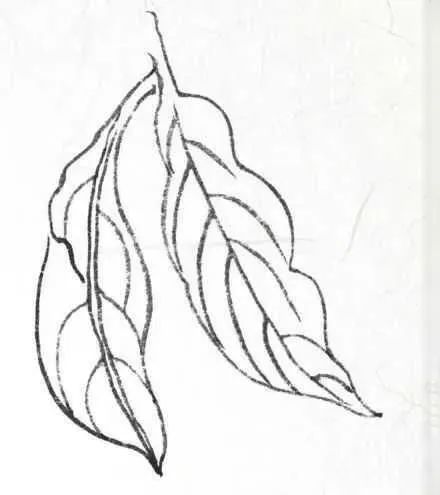 书画联盟丨画白描叶子需要注意这些细节