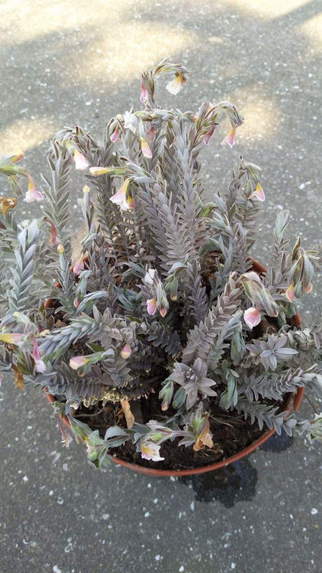 鹿茸虽好但太残忍,不如上山采点鹿茸草,强身健体效果好!