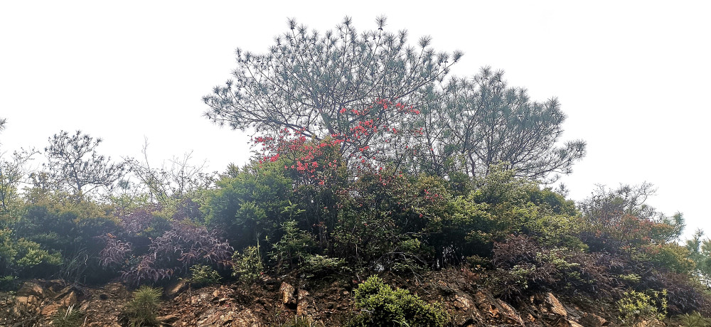 å‰å®‰è§†è§‰ å¤©çŽ‰å±±ä¸Šçš„æœé¹ƒèŠ±ç››æƒ…ç»½æ