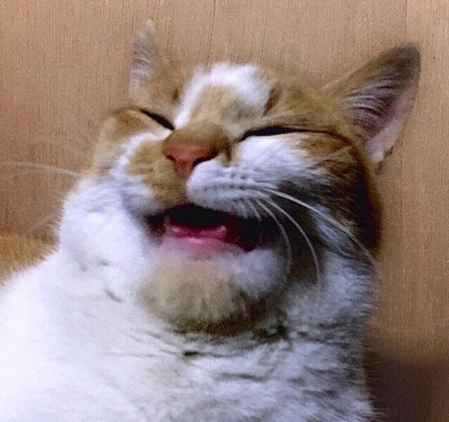 猫表情包强颜欢笑图片