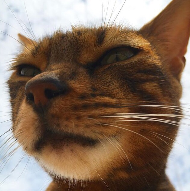 过网上的"变脸猫大赛"后发现,原来猫咪表情多着呢,几乎张张都是表情包