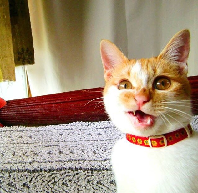 过网上的"变脸猫大赛"后发现,原来猫咪表情多着呢,几乎张张都是表情包