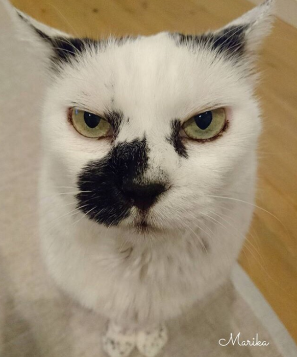 超有趣的"变脸猫大赛",猫看后自己都笑了