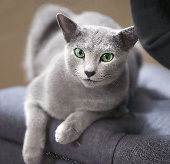 超有趣的"变脸猫大赛",猫看后自己都笑了