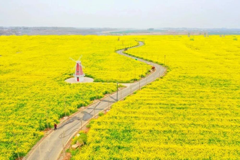 遍地金黄山东这些油菜花海美成仙境随手一拍就是大片