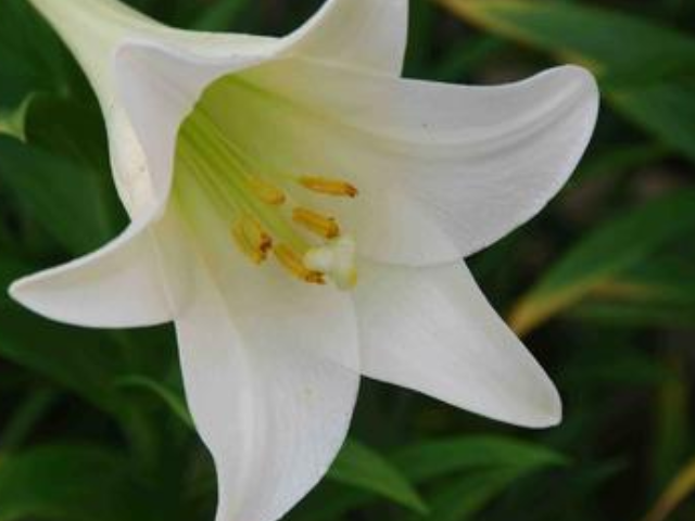 百合我们知道百合花是纯洁美丽的象征,尤其受到女生的喜爱.