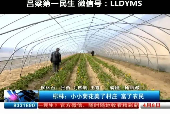 柳林 小小菊花美了村庄富了农民 腾讯新闻