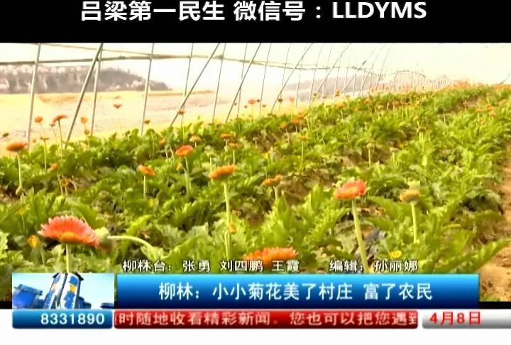 柳林 小小菊花美了村庄富了农民 腾讯新闻