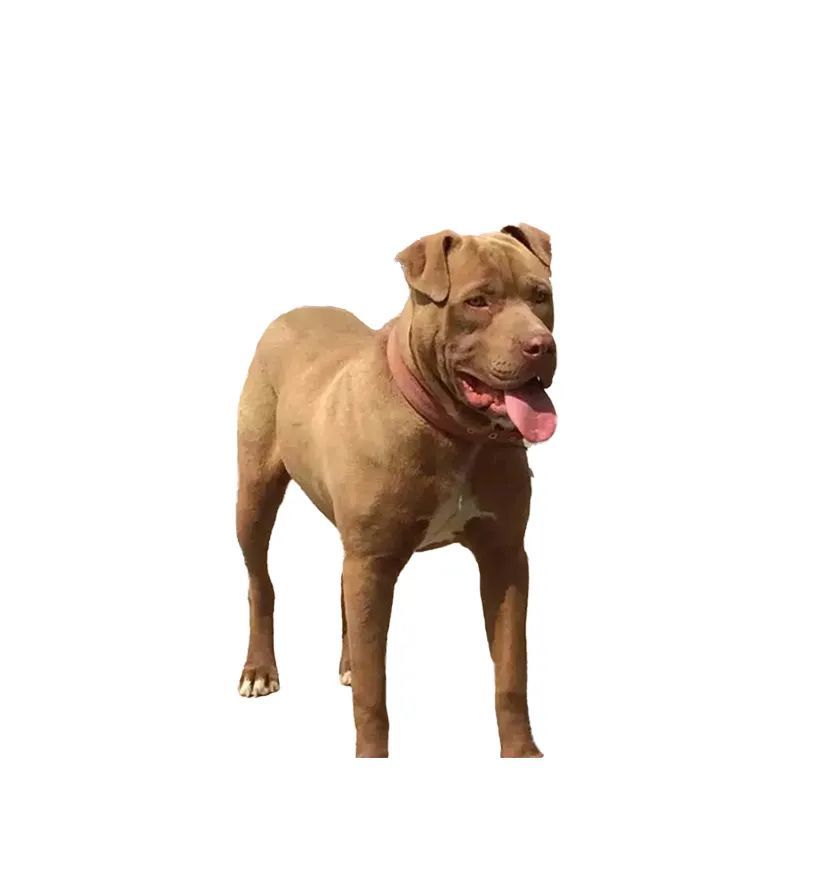 拉山地犬大白熊犬阿根廷犬藏獒(点击可看大图)滨州禁养烈性犬品种名录