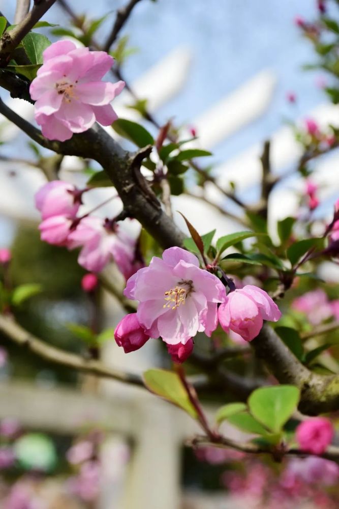绚丽多彩的崇明春光!海量美图带你在线感受_腾讯新闻