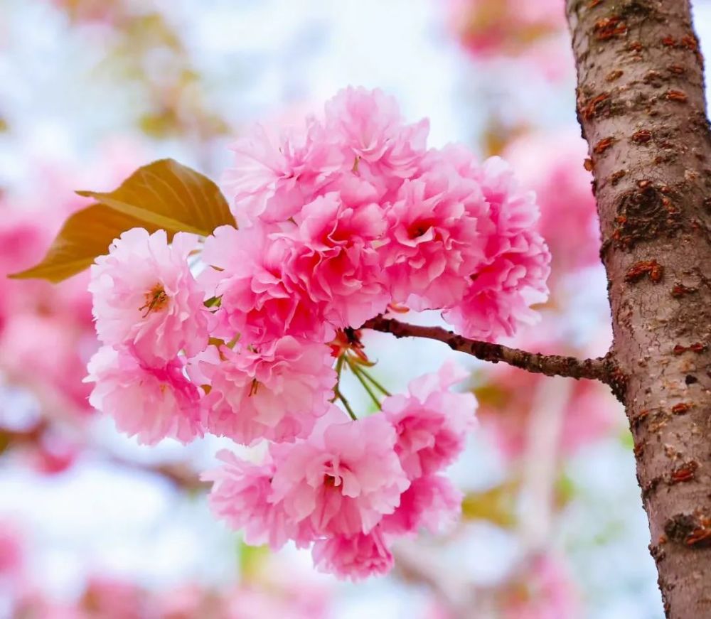 云朵在风的吹拂下 打着可爱的小卷儿奔向远方 含苞待放的樱花一株株