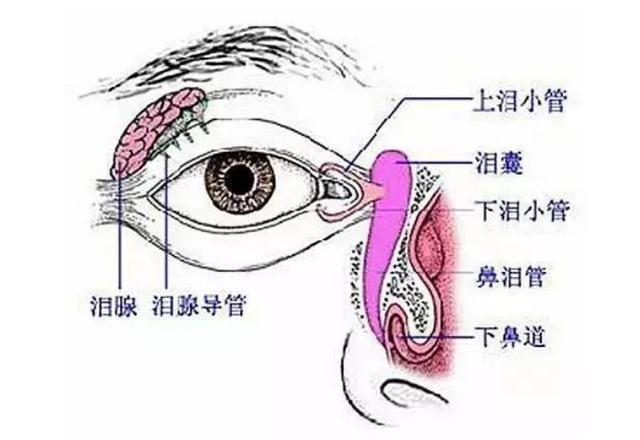 迎风流泪还在怪风大别不当回事有可能是你的泪道堵塞了