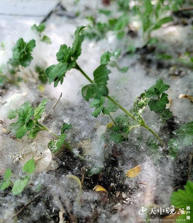 柳絮飘飞犹如"四月飘雪",防絮妙招有哪些?