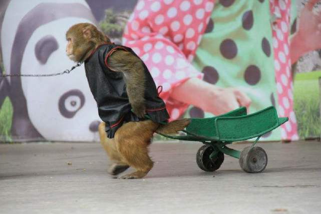 众所周知,猴子的模仿能力超级强大,许多动物科学家曾经做过实验,只要