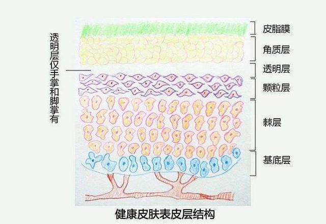 皮膚表層分為五層:角質層,透明層,顆粒層,棘細胞層和基底層,每一層