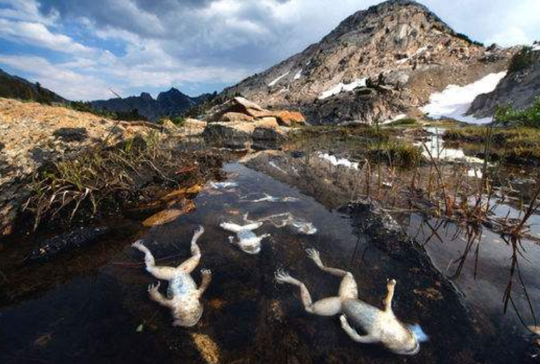 第6次生物大灭绝是被人类主动开启的5个迹象证实真不是玩笑