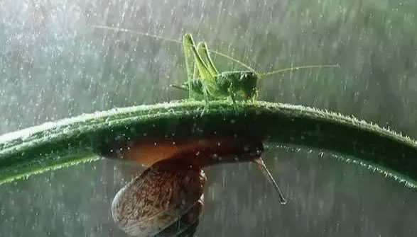 这些呆萌小动物们在躲雨,你肯定没见过