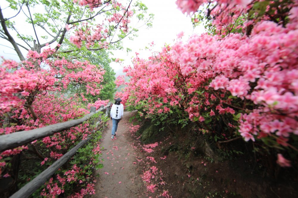 草长莺飞四月天 踏青赏花正当时 武汉高颜值游玩好去处 腾讯新闻