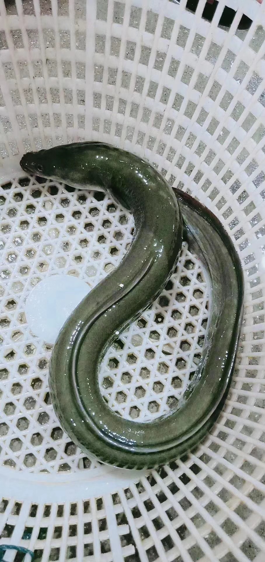 痴鲜野生海鲜 天然海鲈鳗鱼 做干锅鲈鳗 肉质细嫩 下饭绝配 腾讯新闻