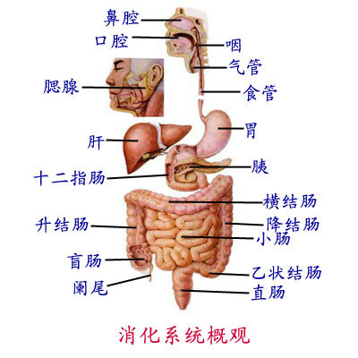 小肠分组六组图图片