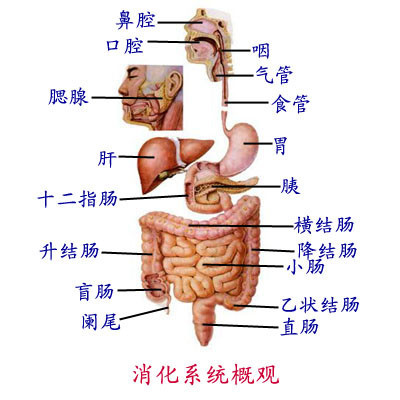 肠粘连病人如何进行饮食调理?