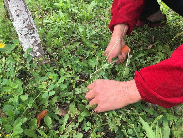 城里大妈为啥对农村的野菜情有独钟?听完大妈们的解释,我乐坏了