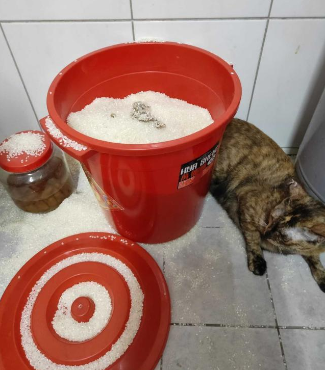 主人:"你为什么要在我的米缸里拉屎!"猫:"你敢说这特喵不是猫砂盆?