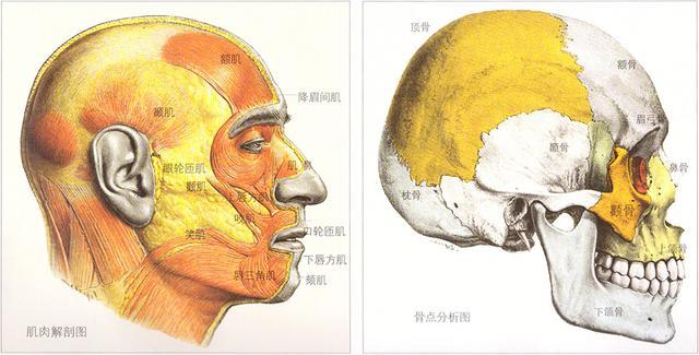 正确认识头部骨点和肌肉位置名称 让你素描头像绘画更得心应手 腾讯新闻