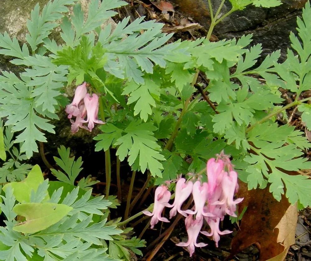 能忍受半阴环境的5种观赏花卉,每天有3小时的阳光就能正常开花