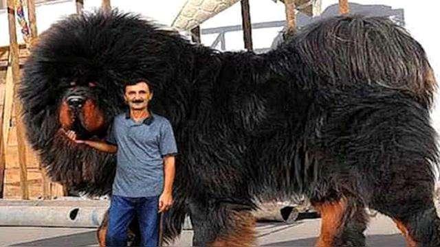 中国十大犬种之藏獒犬
