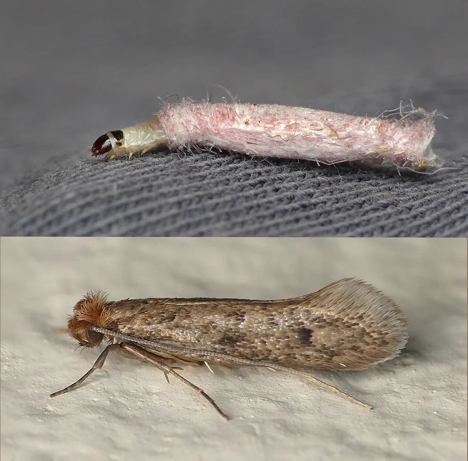 家里能有多少种幺蛾子