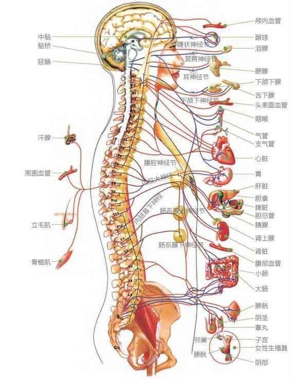 脊椎各部位器官对应图 你收到了吗 腾讯新闻