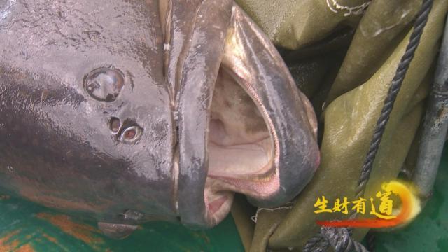 這種一米多長的大魚名字叫龍躉,龍躉魚學名